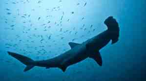meilleure plongee indonesie mer de banda ring of fire requin marteau