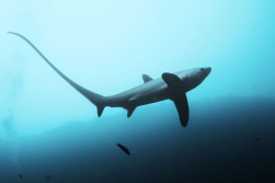 requin-renard-malapascua-monad-shoal