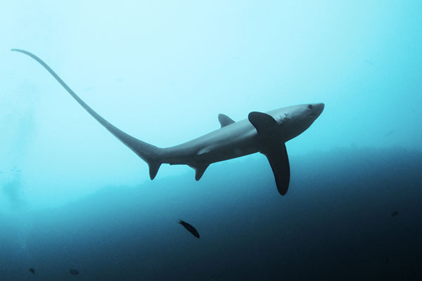 meilleure plongee philippines requin renard malapascua