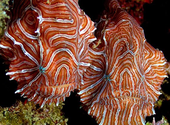 meilleur site macro ambon indonesie poisson grenouille psychedelique