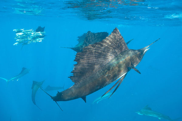 espadon-playa-del-carmen-mexique-3