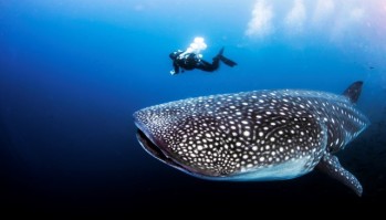 meilleure plongee du monde maldives requin baleine