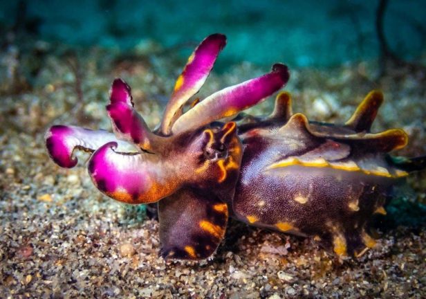 meilleur site de plongee macro mabul malaisie