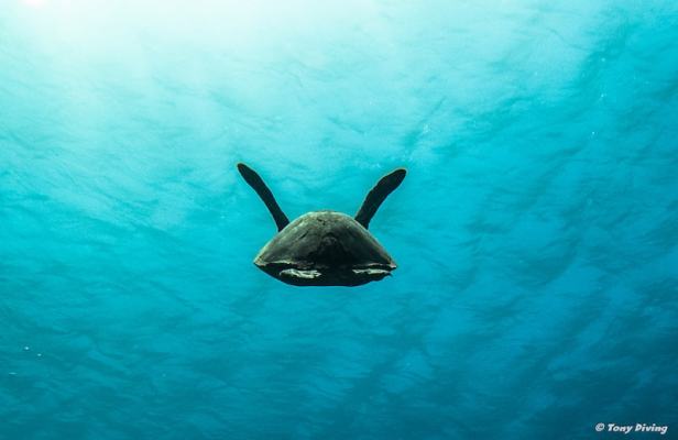 infos essentielles sur les tortues