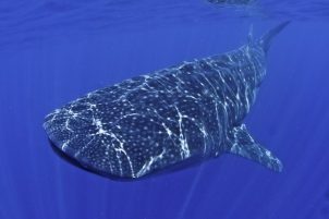 requin baleine plongee utila honduras