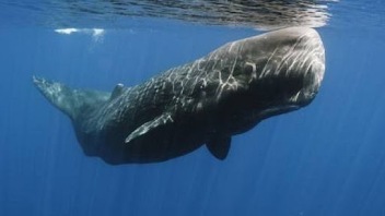 meilleure plongee du monde galapagos baleine