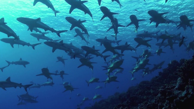 meilleure plongee du monde polynesie francaise mur de requin