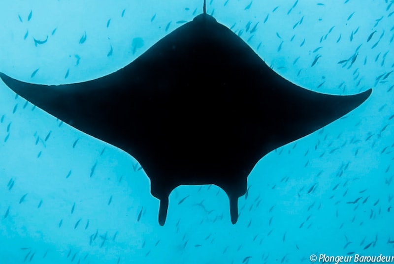 meilleure plongee indonesie raie manta sangalaki derawan borneo 