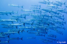 plongee apo reef philippines banc de carangues