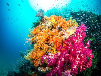 meilleure-plongee-indonesie-raja-ampat-recif