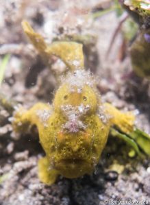 poisson grenouille plongee apo island 