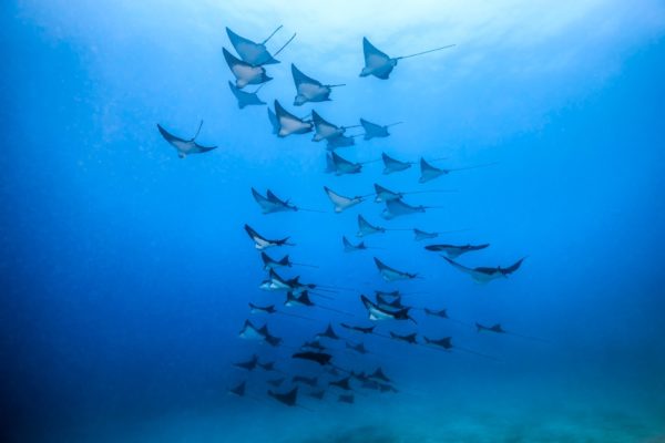 raie-aigle-playa-del-carmen-mexique