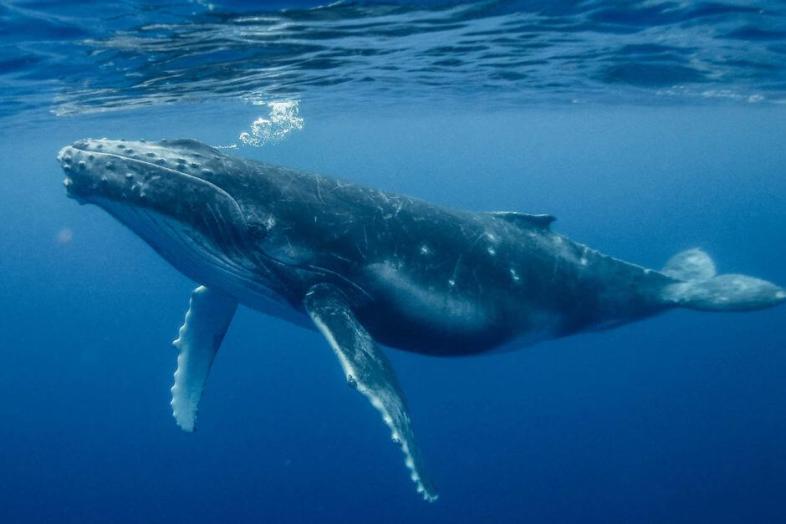 meilleure plongee mexique cabo san lucas baleine