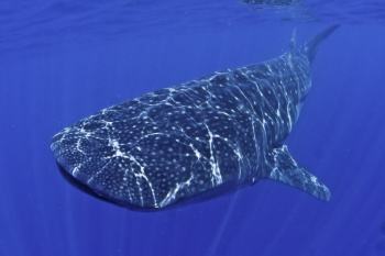 meilleure plongee mexique cabo pulmo requin baleine