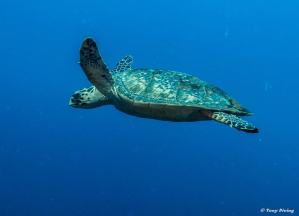 plongee-tortue-roatan