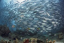 top-10-destinations-plongee-sipadan