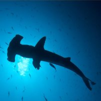 meilleure plongee mexique socorro requins marteaux