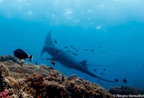 meilleure plongee birmanie archipel de mergui raie manta
