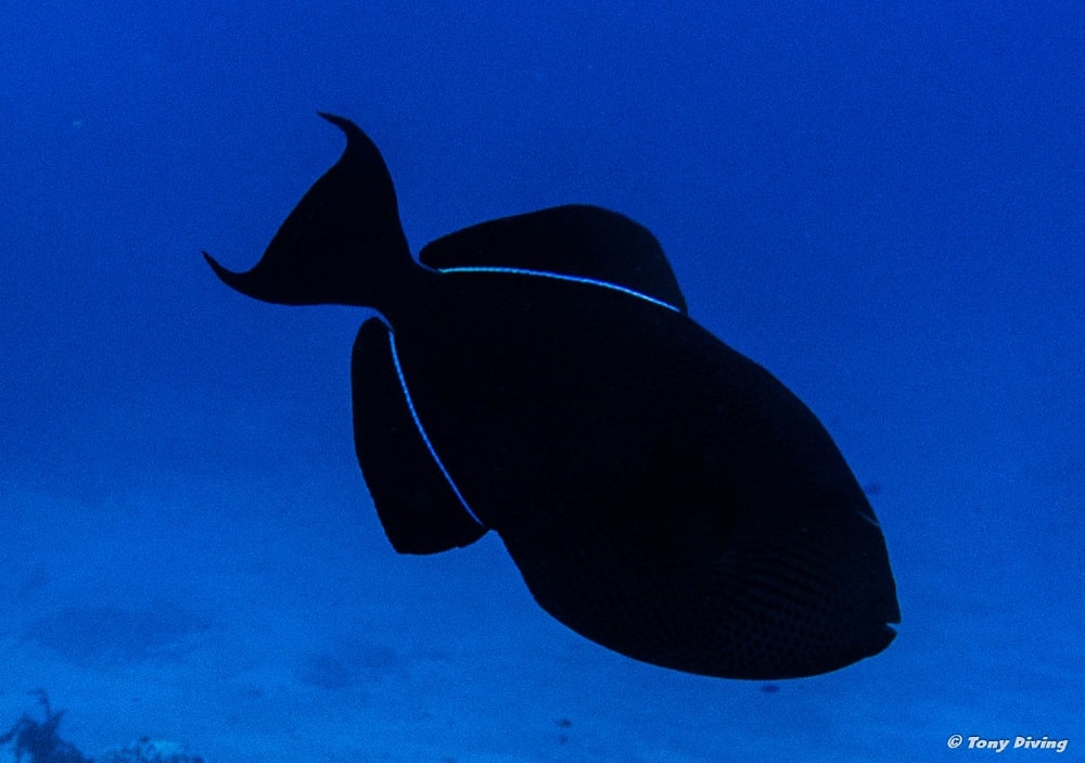 photo-plongee-cozumel