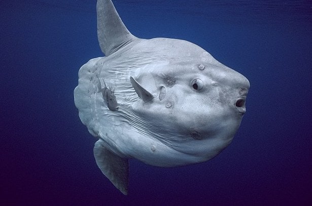mola mola poisson lune nusa penida bali indonesie