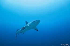 meilleure plongee indonesie komodo