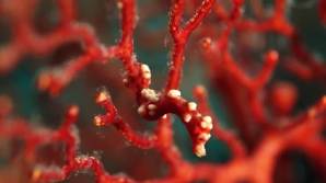 plongee-raja-ampa-indonesie-hippocampe-santa-claus