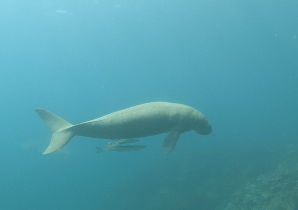 plongee dugong coron philippines