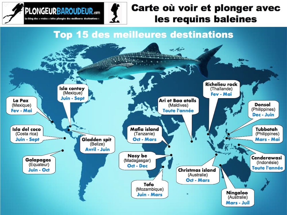 15 CHOSES A SAVOIR SUR LES REQUINS BALEINES Plongeur baroudeur — free download