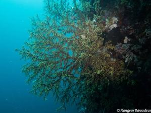 gorgone plongee panglao bohol philippines