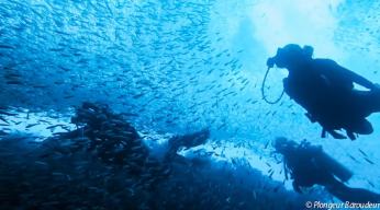 plongee-raja-ampat-indonesie-plongeur-baroudeur