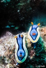Apo reef nudibranch 1