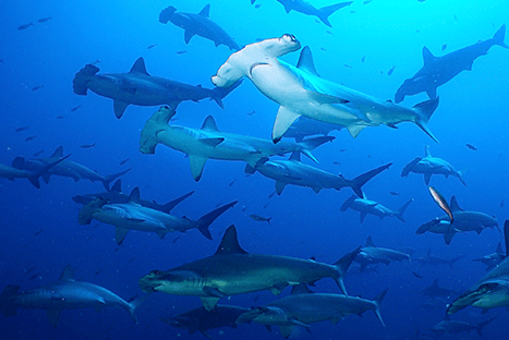 meilleure plongee du monde galapagos banc de requins marteaux