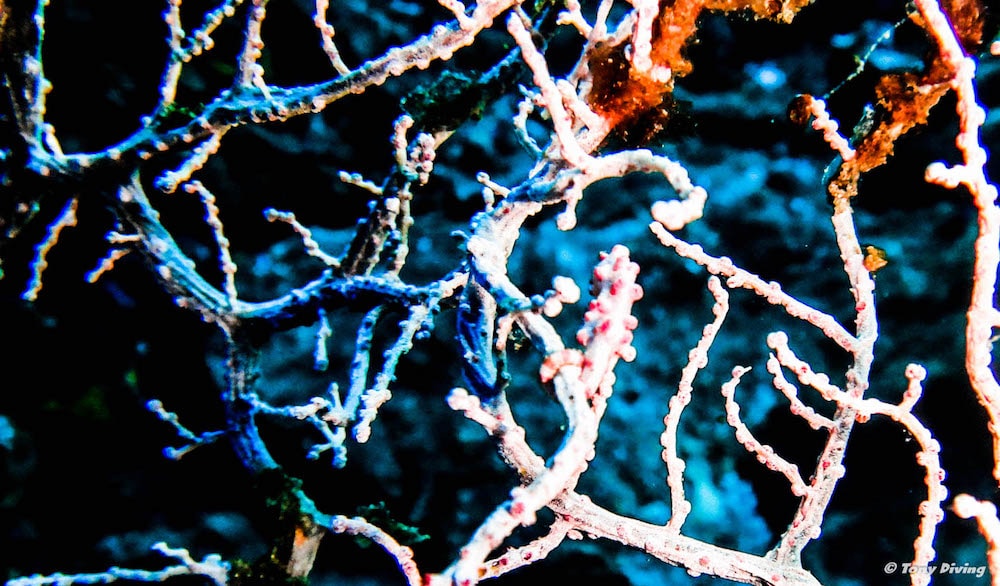 meilleure plongee indonesie alor