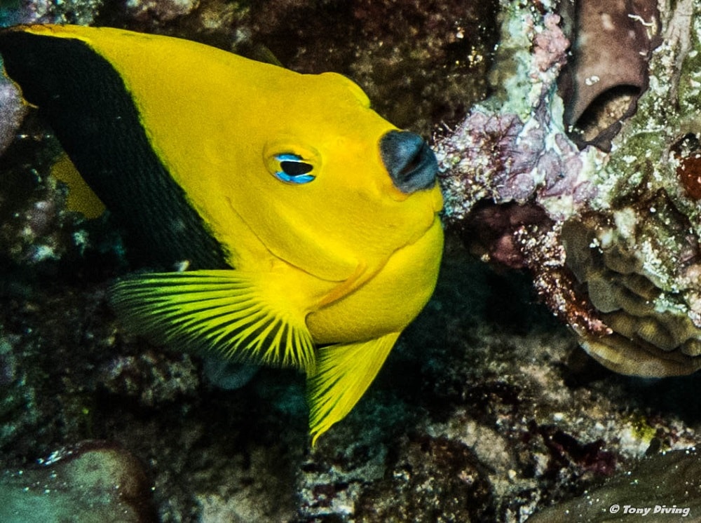 photo-plongee-cozumel