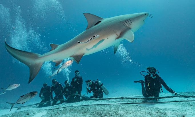 plongee-playa-del-carmen-mexique-requin-bouledogue