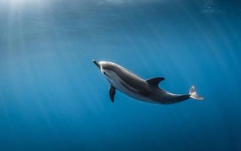meilleure plongee du monde polynesie francaise dauphin