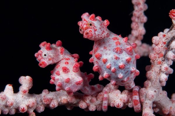 hippocampe-pygmee-plongee-macro