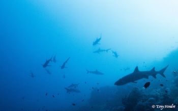 meilleure plongee du monde tubbataha requin