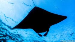 1Manta - above close (Derawan)-min