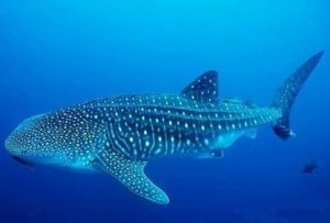 meilleure plongee indonesie cenderawasih bay requin baleine