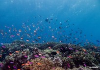 top-10-destinations-plongee-tubbataha