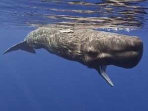 plongee-mexique-baleine-2