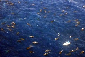 requin baleine mexique isla murejes cancun playa del carmen