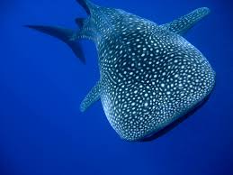 meilleure plongee du monde iles coco requin baleine