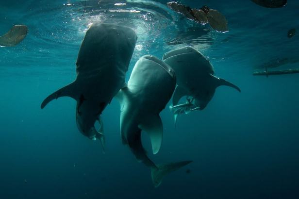 meilleure plongee indonesie - requin baleine cenderawasih bay