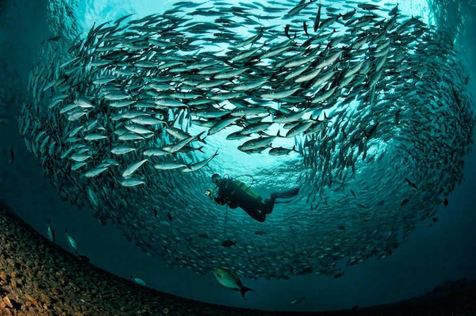 plongee-philippines-apo-reef-min