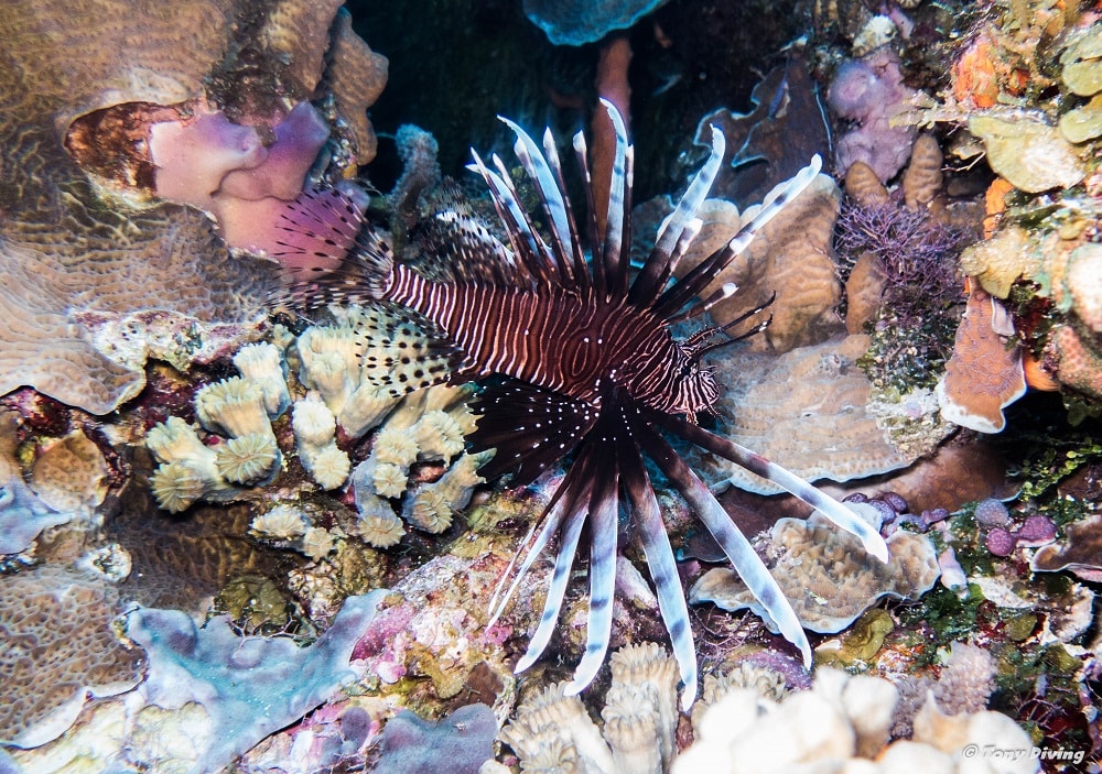 photo-plongee-cozumel