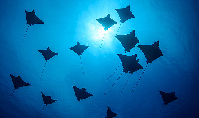 meilleure-plongee-mexique-cozumel