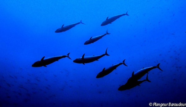 meilleure plongee indonesie - bira sulawesi