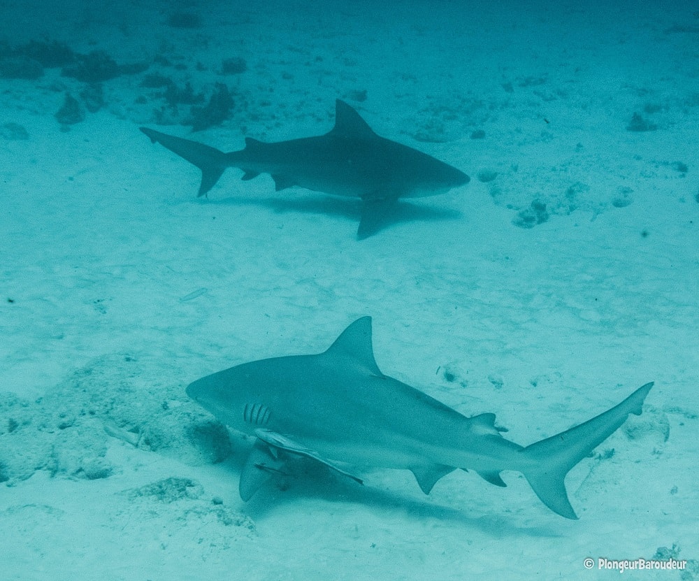 photo-requin-bouledogue-playa-del-carmen9